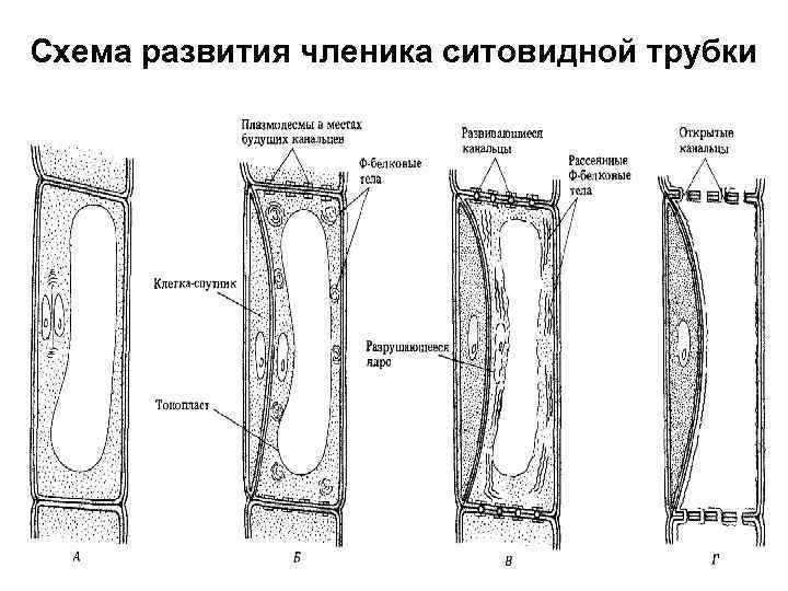 Схема развития членика ситовидной трубки 