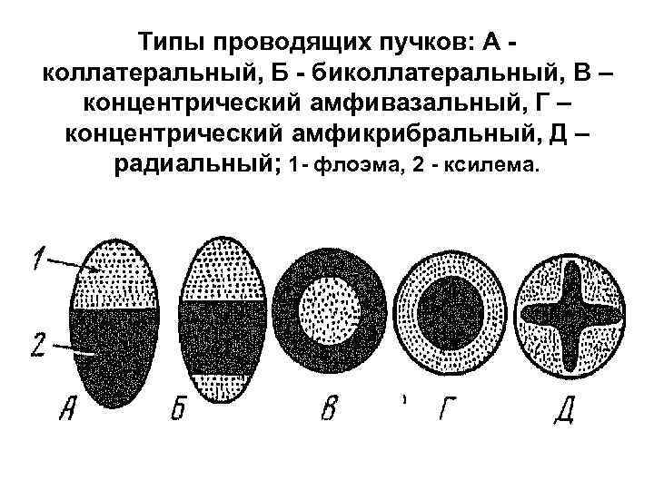 Типы проводящих пучков: А коллатеральный, Б - биколлатеральный, В – концентрический амфивазальный, Г –