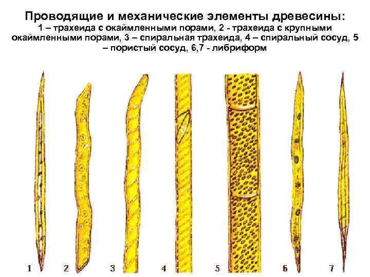 Проводящие и механические элементы древесины: 1 – трахеида с окаймленными порами, 2 - трахеида