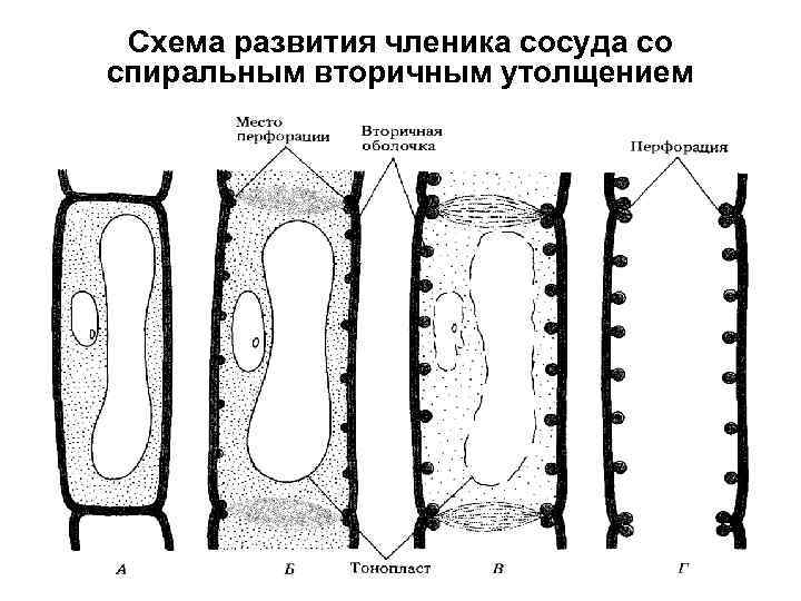 Схема развития членика сосуда со спиральным вторичным утолщением 