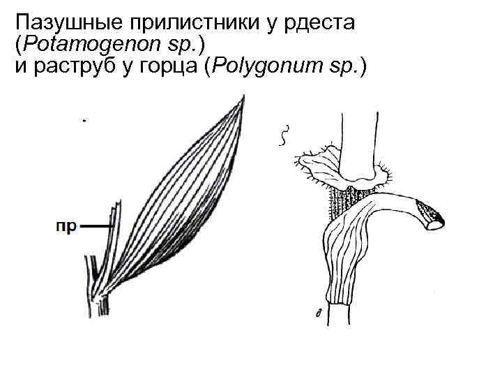Пазушные прилистники у рдеста (Potamogenon sp. ) и раструб у горца (Polygonum sp. )