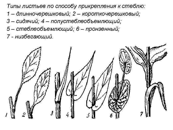 Типы листьев по способу прикрепления к стеблю: 1 – длинночерешковый; 2 – короткочерешковый; 3