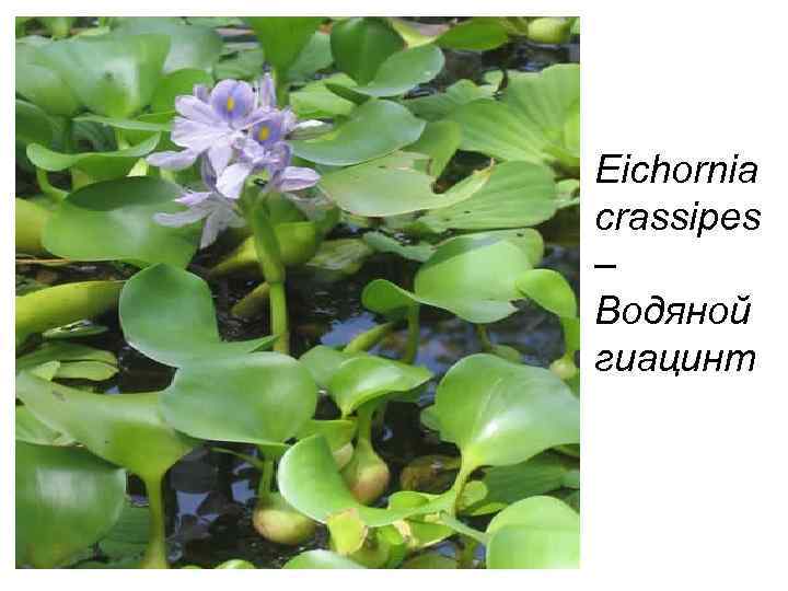 Eichornia crassipes – Водяной гиацинт 