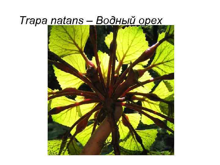 Trapa natans – Водный орех 