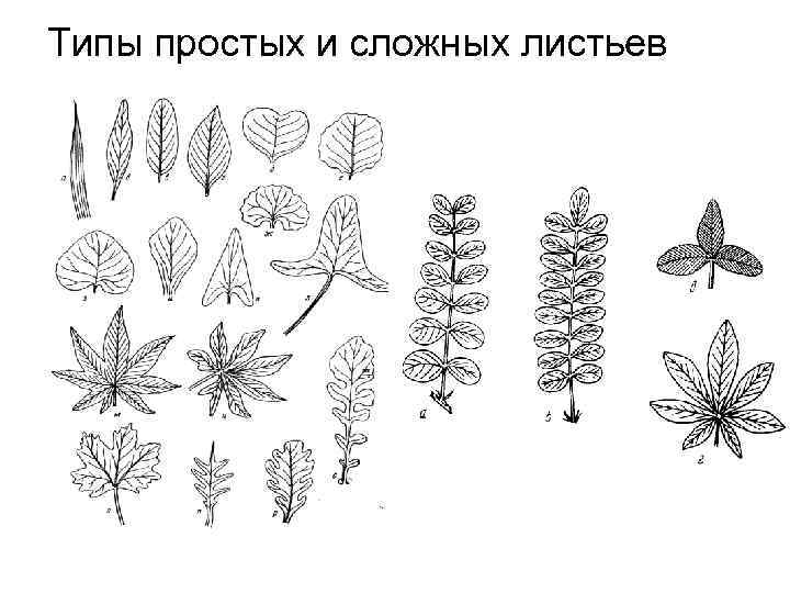 Типы простых и сложных листьев 