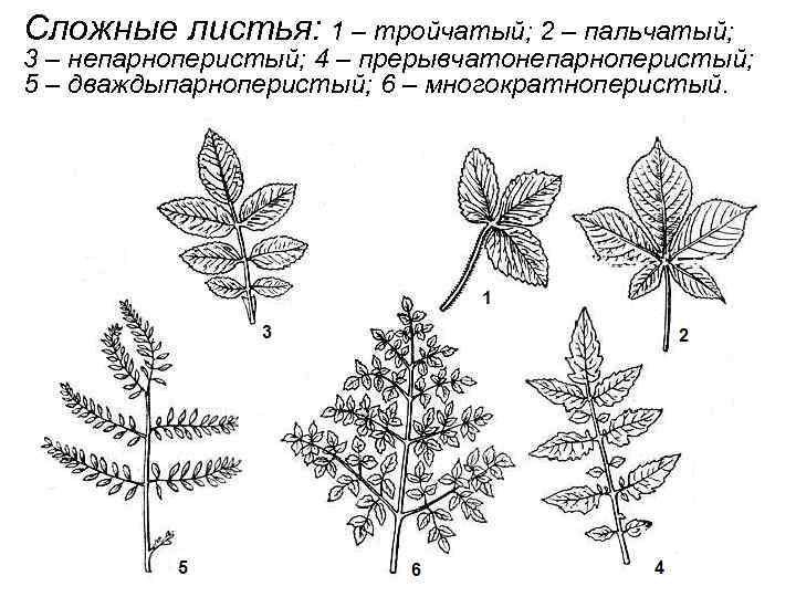 Сложные листья: 1 – тройчатый; 2 – пальчатый; 3 – непарноперистый; 4 – прерывчатонепарноперистый;