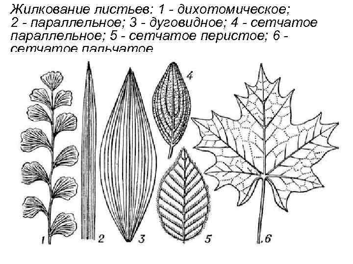 Жилкование листьев: 1 - дихотомическое; 2 - параллельное; 3 - дуговидное; 4 - сетчатое