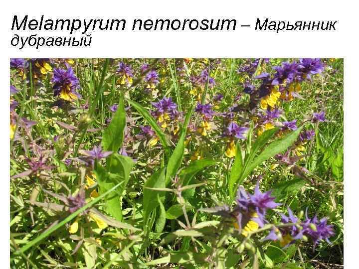 Melampyrum nemorosum – Марьянник дубравный 