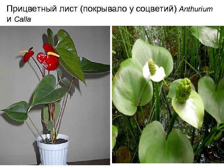 Прицветный лист (покрывало у соцветий) Anthurium и Calla 