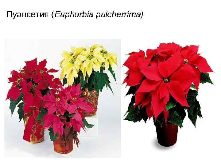 Пуансетия (Euphorbia pulcherrima) 