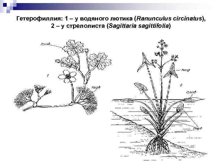 Гетерофиллия: 1 – у водяного лютика (Ranunculus circinatus), 2 – у стрелолиста (Sagittaria sagittifolia)