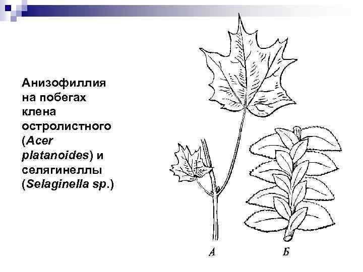 Анизофиллия на побегах клена остролистного (Acer platanoides) и селягинеллы (Selaginella sp. ) 