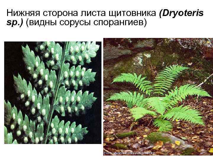 Нижняя сторона листа щитовника (Dryoteris sp. ) (видны сорусы спорангиев) 