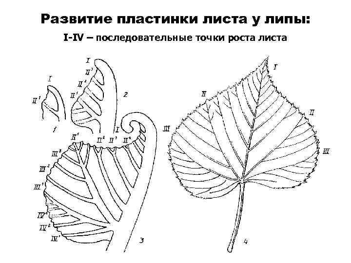 Развитие пластинки листа у липы: I-IV – последовательные точки роста листа 
