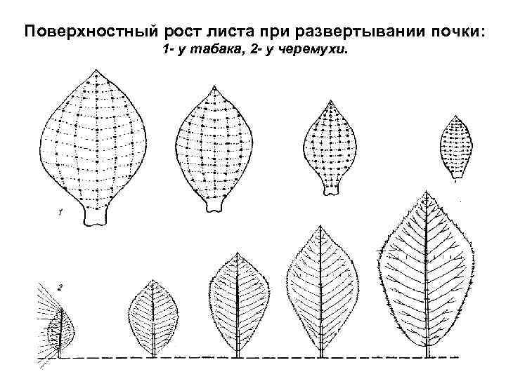 Поверхностный рост листа при развертывании почки: 1 - у табака, 2 - у черемухи.