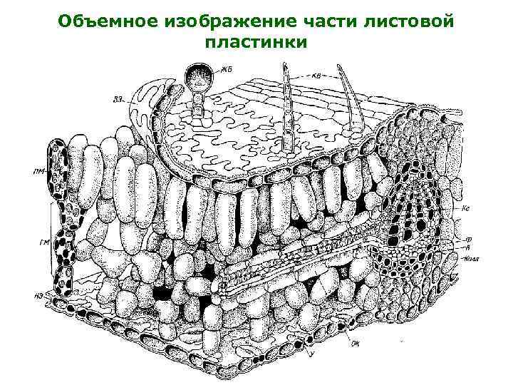 Объемное изображение части листовой пластинки 