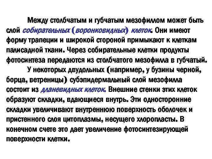Между столбчатым и губчатым мезофиллом может быть слой собирательных (воронковидных) клеток. Они имеют форму