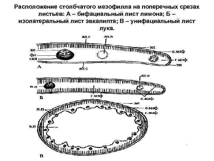 Расположение столбчатого мезофилла на поперечных срезах листьев: А – бифациальный лист лимона; Б –