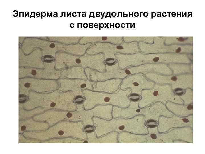 Эпидерма листа двудольного растения с поверхности 