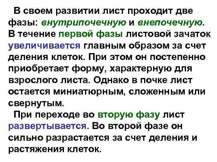 В своем развитии лист проходит две фазы: внутрипочечную и внепочечную. В течение первой фазы