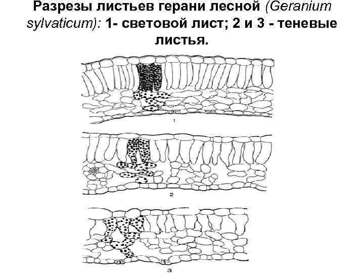 Разрезы листьев герани лесной (Geranium sylvaticum): 1 - световой лист; 2 и 3 -