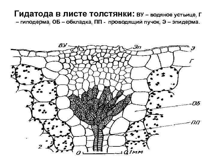 Развитие листа. Поперечный срез листа толстянки. Строение листа толстянки. Гидатоды у растений строение. Толстянка строение листа.