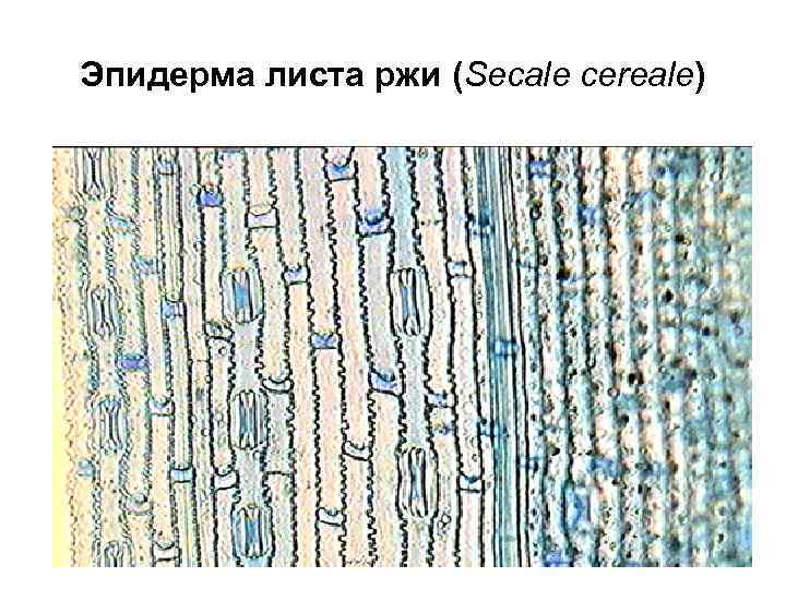 Эпидерма листа ржи (Secale cereale) 