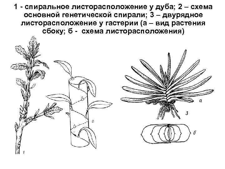 1 - спиральное листорасположение у дуба; 2 – схема основной генетической спирали; 3 –