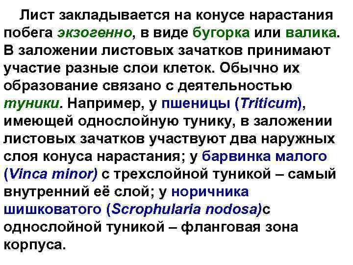 Лист закладывается на конусе нарастания побега экзогенно, в виде бугорка или валика. В заложении