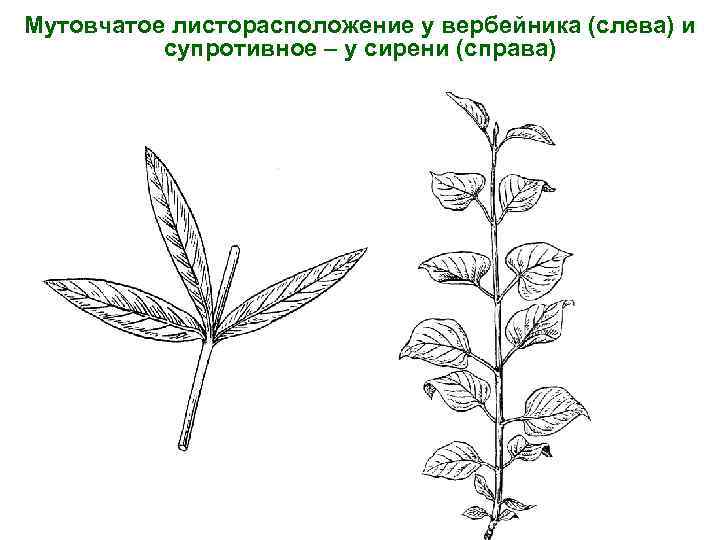 Мутовчатое листорасположение у вербейника (слева) и супротивное – у сирени (справа) 