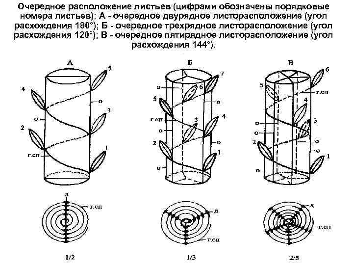 Очередное расположение листьев (цифрами обозначены порядковые номера листьев): А - очередное двурядное листорасположение (угол