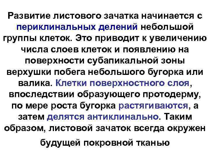 Развитие листового зачатка начинается с периклинальных делений небольшой группы клеток. Это приводит к увеличению