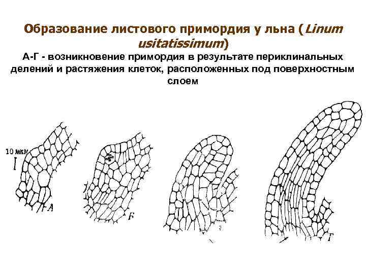 Образование листового примордия у льна (Linum usitatissimum) A-Г - возникновение примордия в результате периклинальных