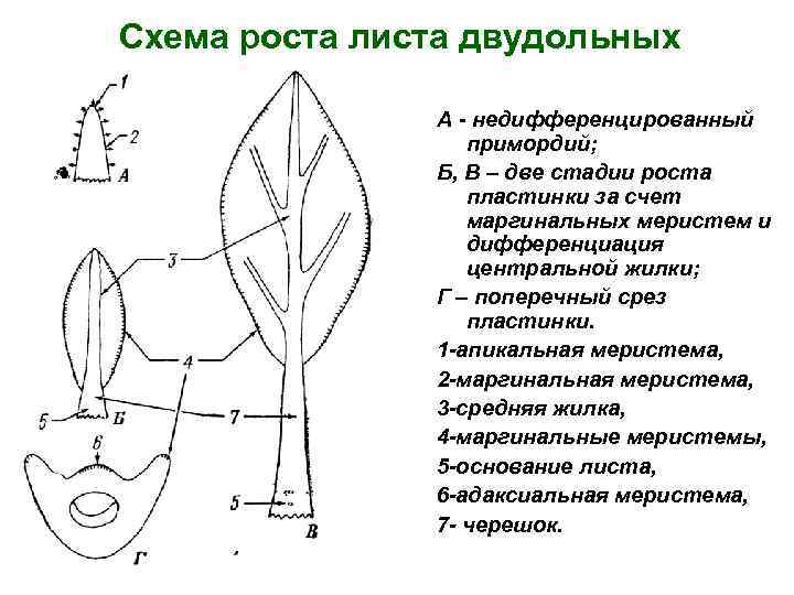 Схема роста листа двудольных А - недифференцированный примордий; Б, В – две стадии роста