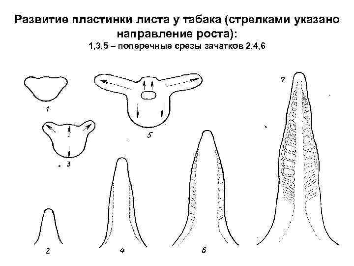 Развитие пластинки листа у табака (стрелками указано направление роста): 1, 3, 5 – поперечные