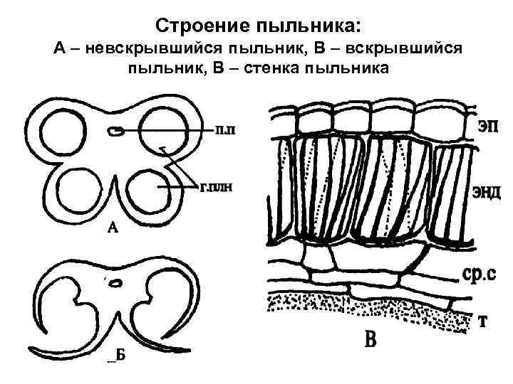 Строение пыльника: А – невскрывшийся пыльник, В – стенка пыльника 