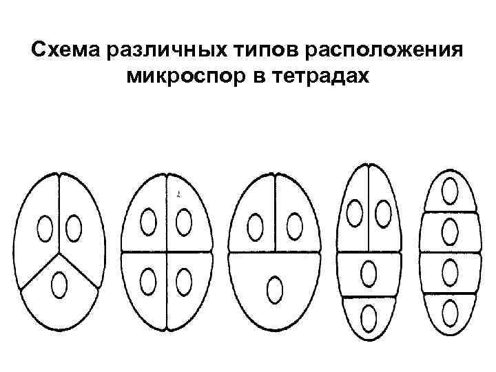 Схема различных типов расположения микроспор в тетрадах 