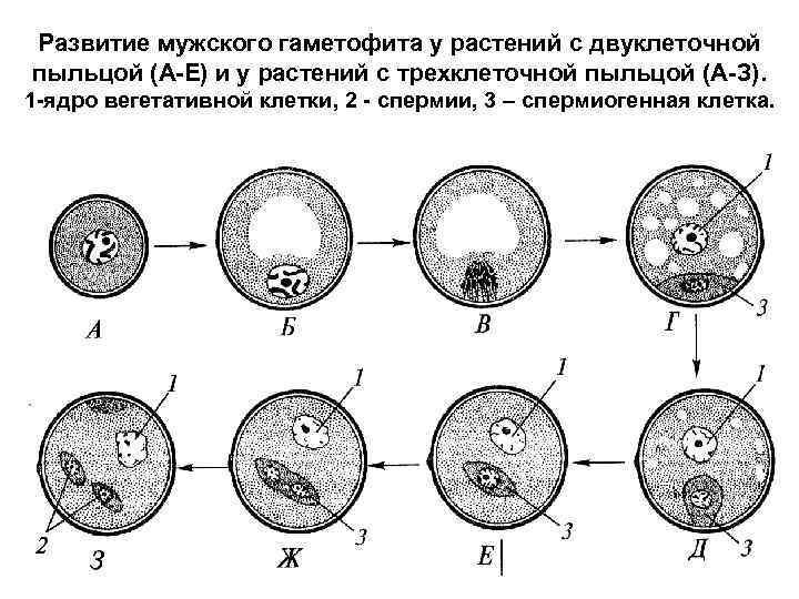 Развитие мужского гаметофита у растений с двуклеточной пыльцой (А-Е) и у растений с трехклеточной