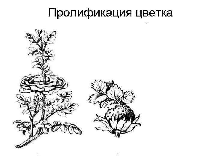 Пролификация цветка 