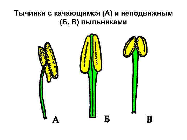 Тычинки с качающимся (А) и неподвижным (Б, В) пыльниками 