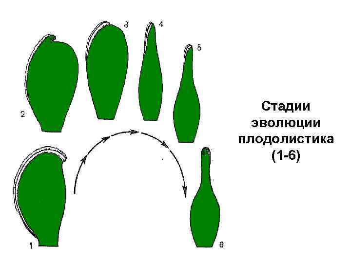 Стадии эволюции плодолистика (1 -6) 