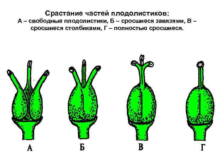 Срастание частей плодолистиков: А – свободные плодолистики, Б – сросшиеся завязями, В – сросшиеся