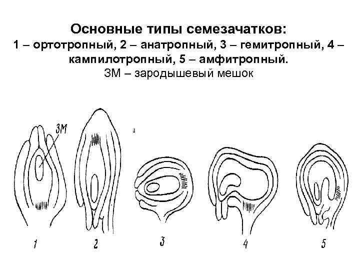 Основные типы семезачатков: 1 – ортотропный, 2 – анатропный, 3 – гемитропный, 4 –