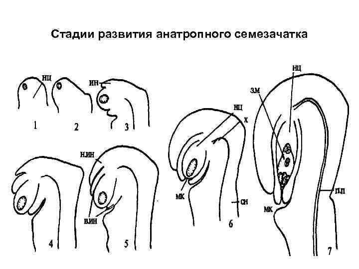 Стадии развития анатропного семезачатка 