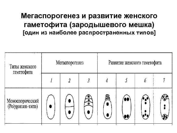 Мегаспорогенез и развитие женского гаметофита (зародышевого мешка) [один из наиболее распространенных типов] 