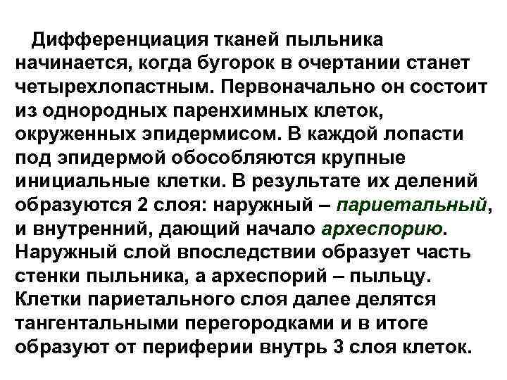 Дифференциация тканей пыльника начинается, когда бугорок в очертании станет четырехлопастным. Первоначально он состоит из