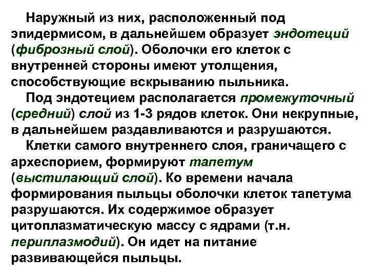 Наружный из них, расположенный под эпидермисом, в дальнейшем образует эндотеций (фиброзный слой). Оболочки его