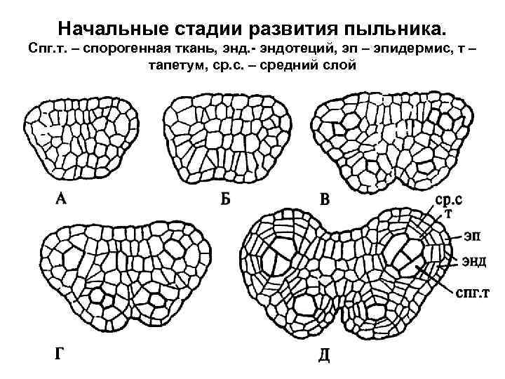 Начальные стадии развития пыльника. Спг. т. – спорогенная ткань, энд. - эндотеций, эп –