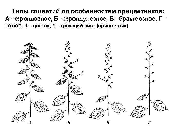 Типы соцветий по особенностям прицветников: А - фрондозное, Б - фрондулезное, В - брактеозное,