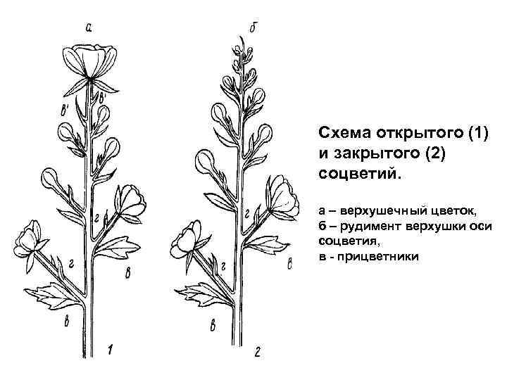 Схема открытого (1) и закрытого (2) соцветий. а – верхушечный цветок, б – рудимент